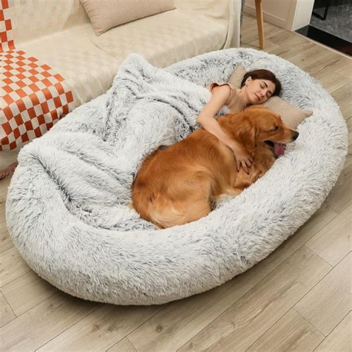 
Arizona BobCat In Dog Bed – Furry Friends Melts People’s Heart 