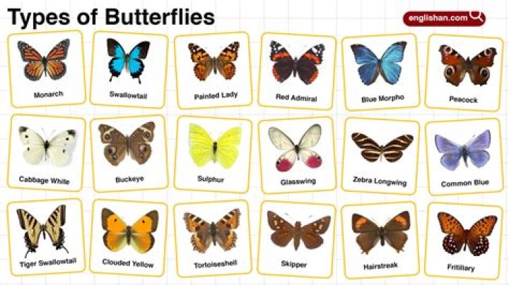 
Who was Butterflies Bruce Montague? And What Has Happened To Butterflies Bruce Montague? Star Of Doctor Passed Away 